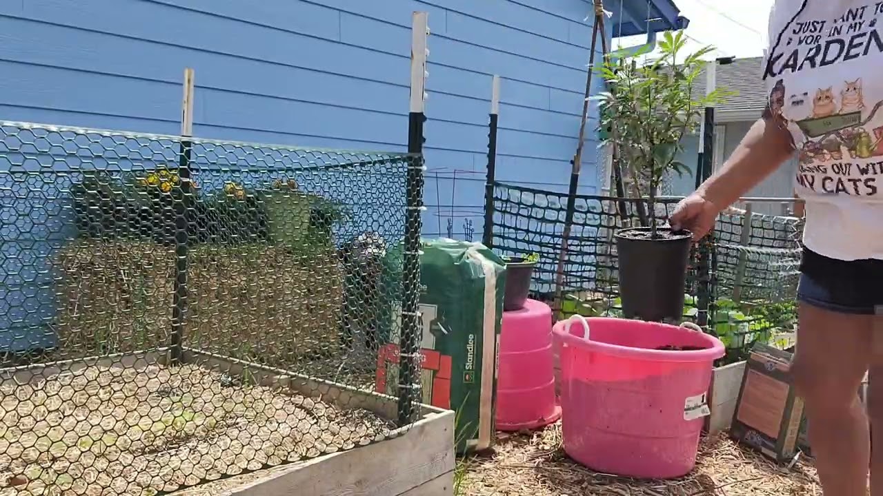 How to plant cannabis in containers | PNW Oregon!