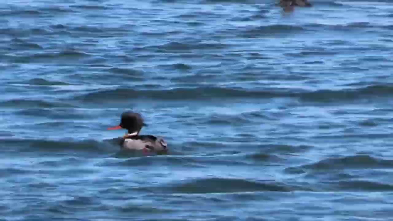 20260124---「ウミアイサ(海秋沙)」