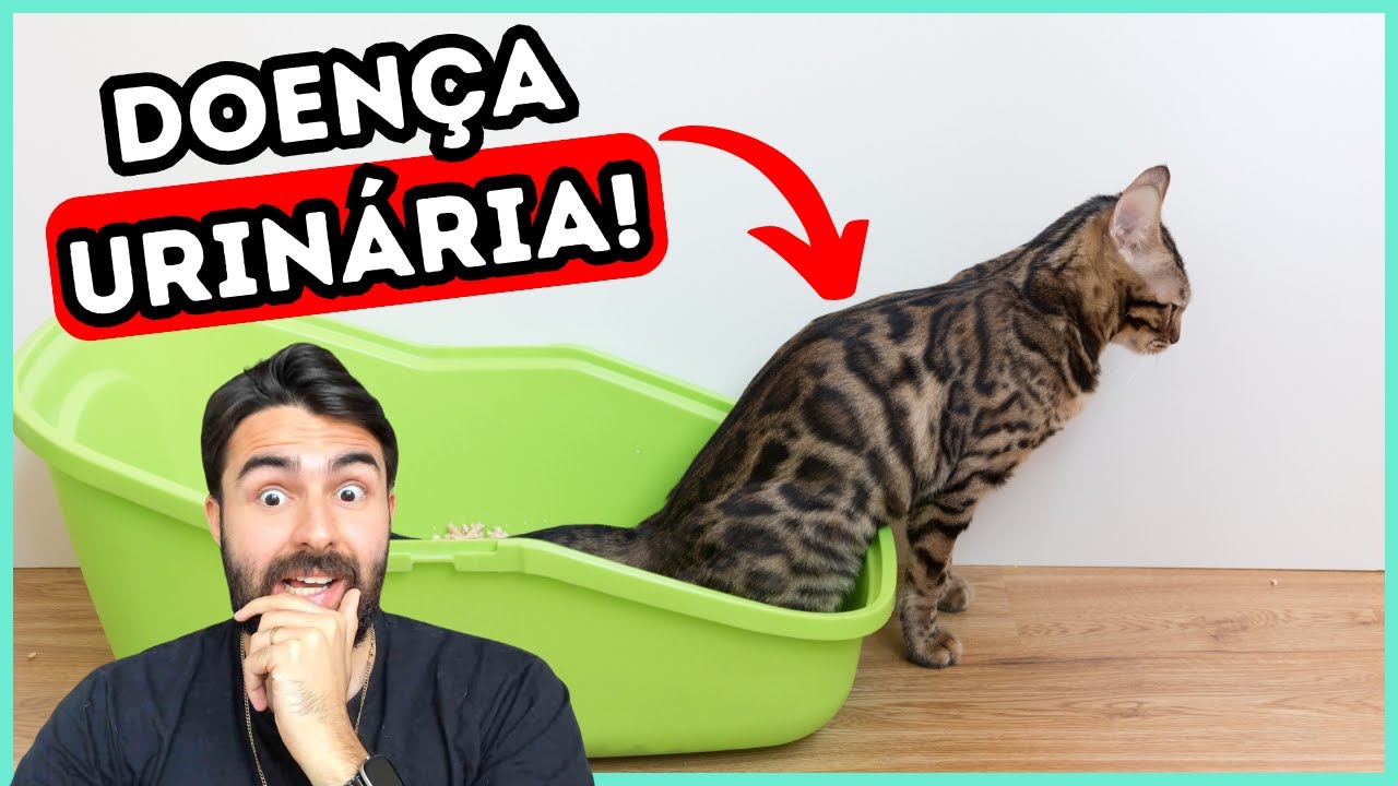 Se Seu Gato Fazer Xixi ASSIM, Ele Está Com PROBLEMA URINÁRIO!
