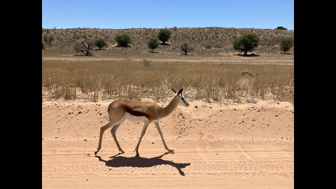 Safari 4x4 #kalahari Namaqualand #karoo Le Cap #afriquedusud - octobre 2025