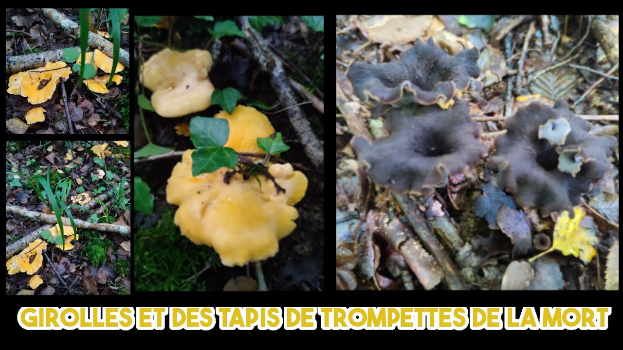 Girolles et des tapis de trompettes de la mort