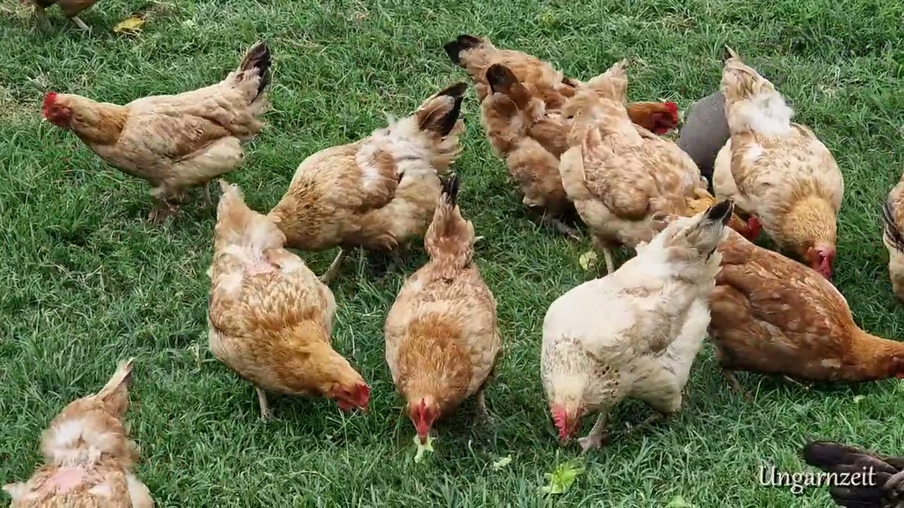 UNGARN - Nachbars H&uuml;hner