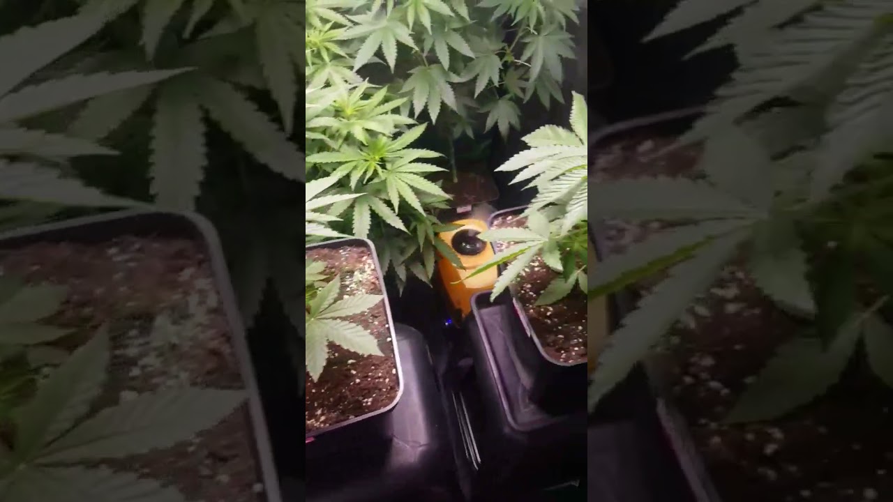 Cultivo Indoor Red Hot Cookies, Amnesia Gold y Champie #grow #cultivo #vegetativo