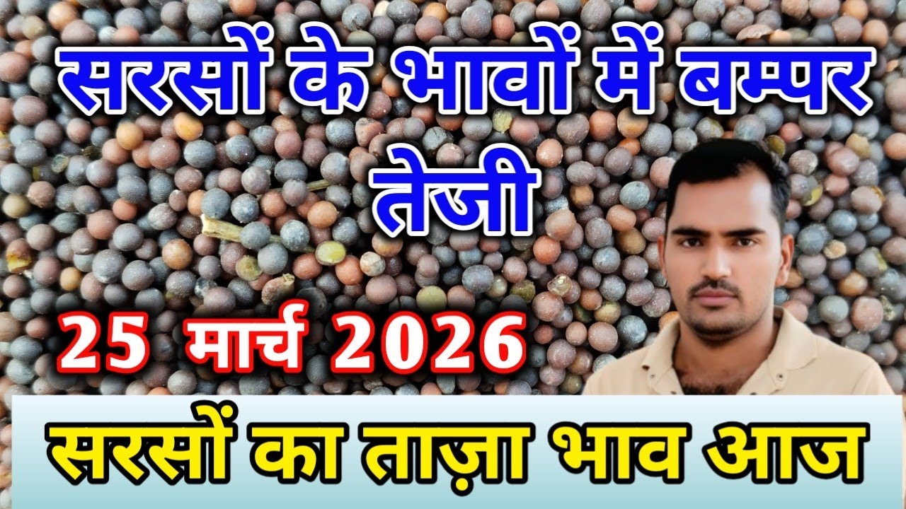  सरसों का भाव आज | नई सरसों का ताजा भाव आज का अलवर मंडी! सरसों के भाव में आया जोरदार उछाल देखें भाव,