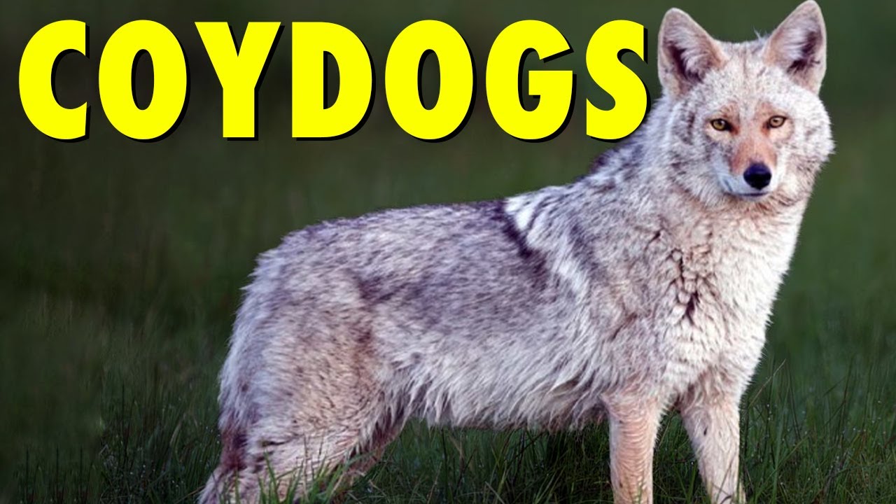 What Makes Coydog THE Most AMAZING Hybrid Species?