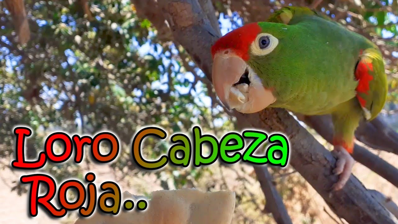 🦜Hablando con mi Loro Cabeza roja - Loros de cabeza roja