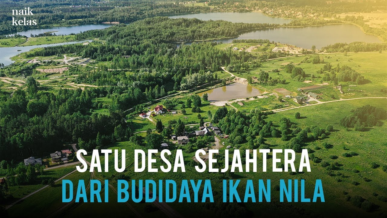 Warga Satu Desa Budidaya Ikan Nila RANGU, OMZET 9 JUTA PERHARI