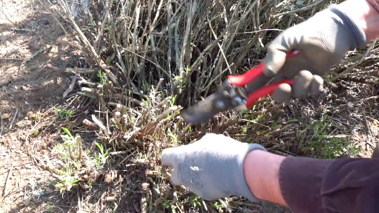 Snoei lavendel