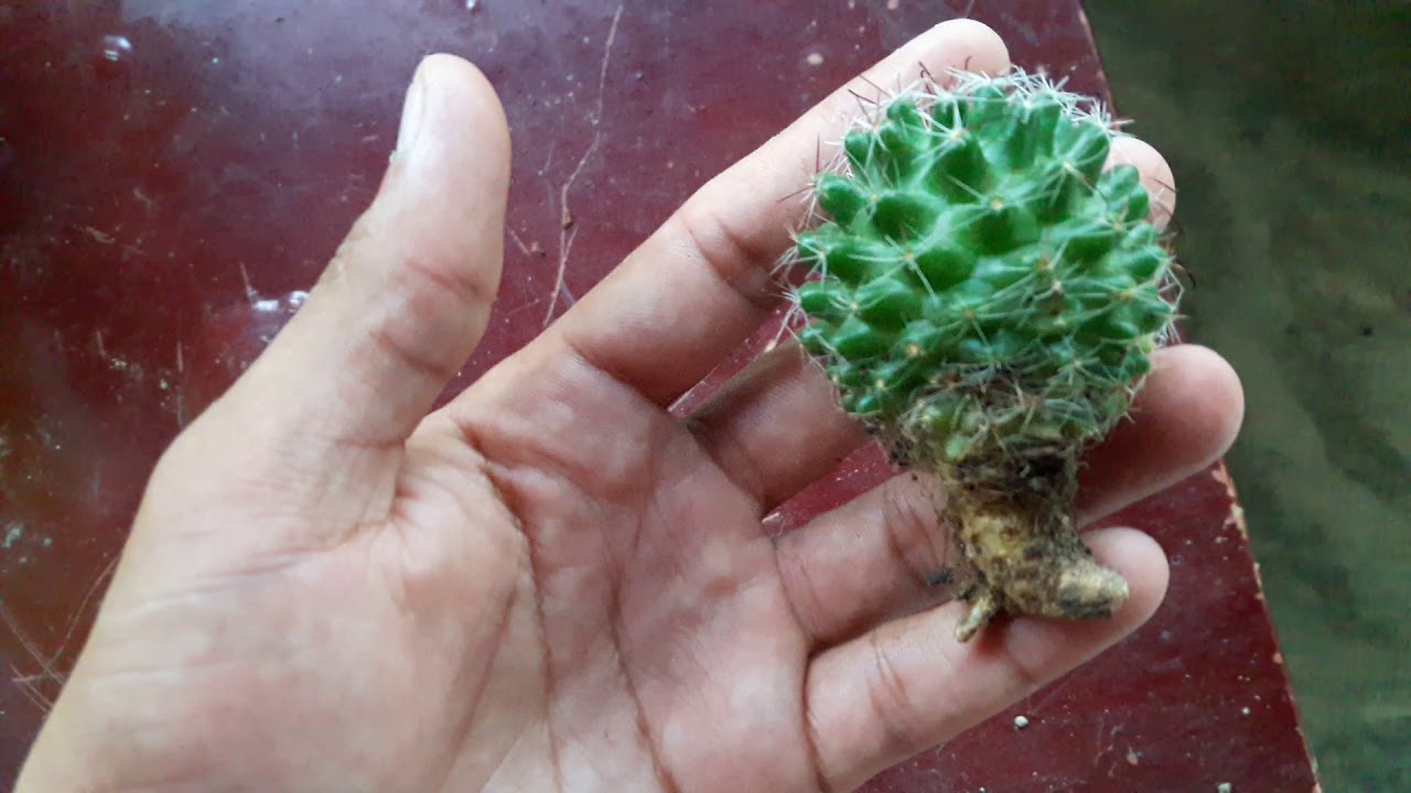 GANHEI MAIS CACTOS 😍❤🌵