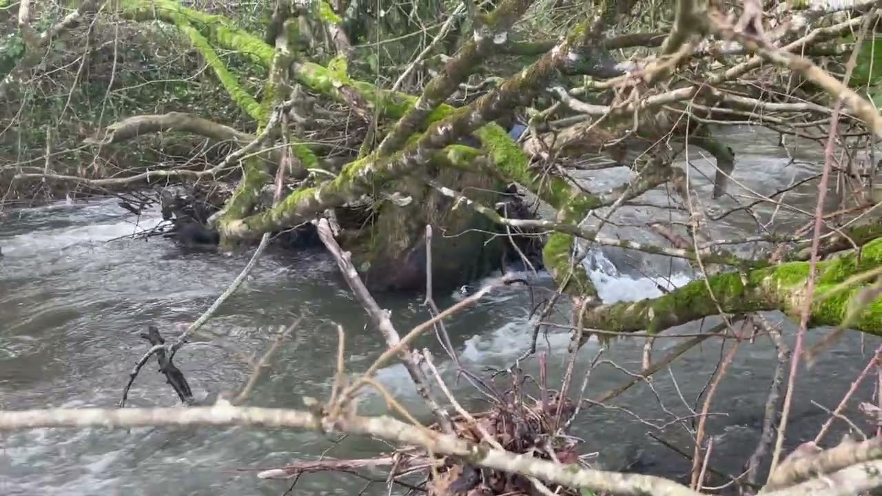 Flowing Stream #23