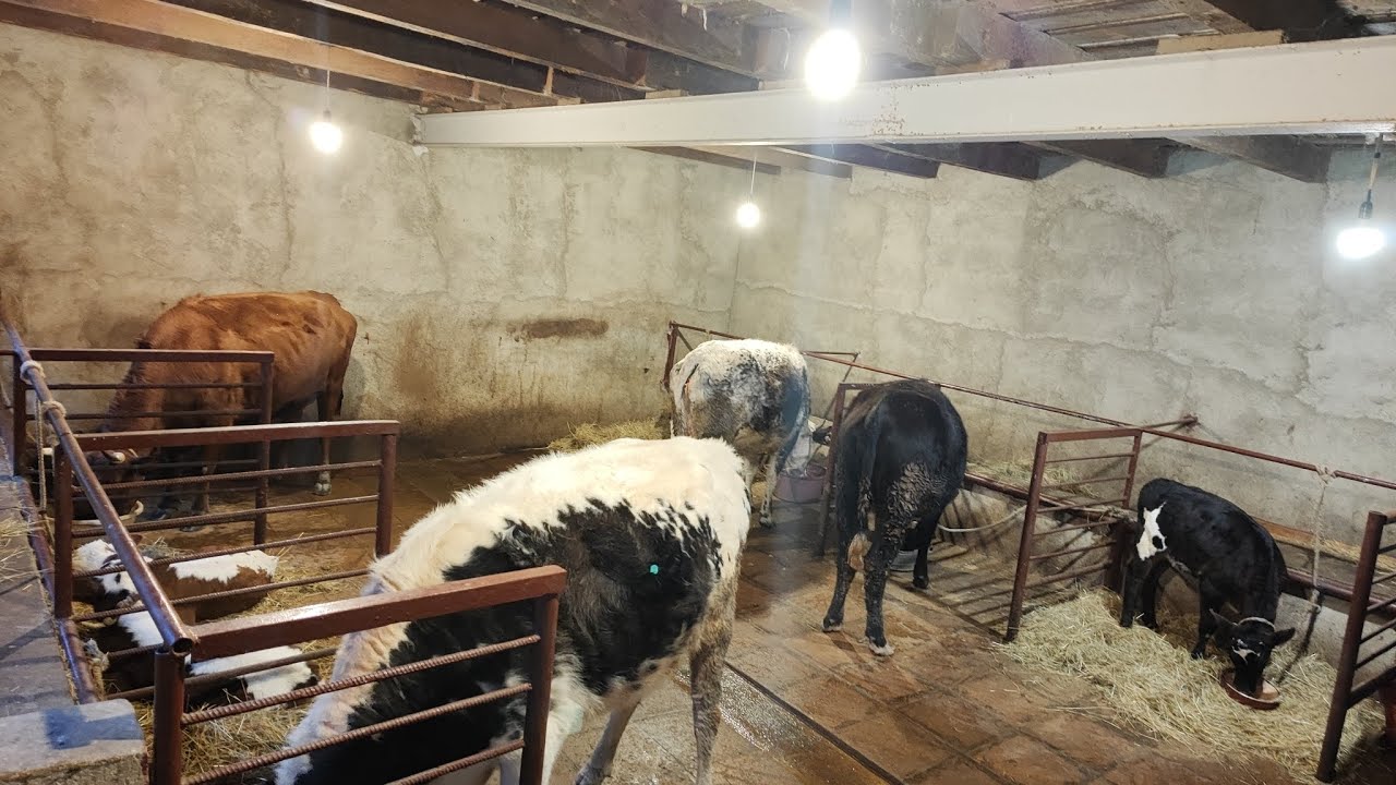İnək Baxımı 🐄👨🏻‍🌾/Günlük İşlər 93