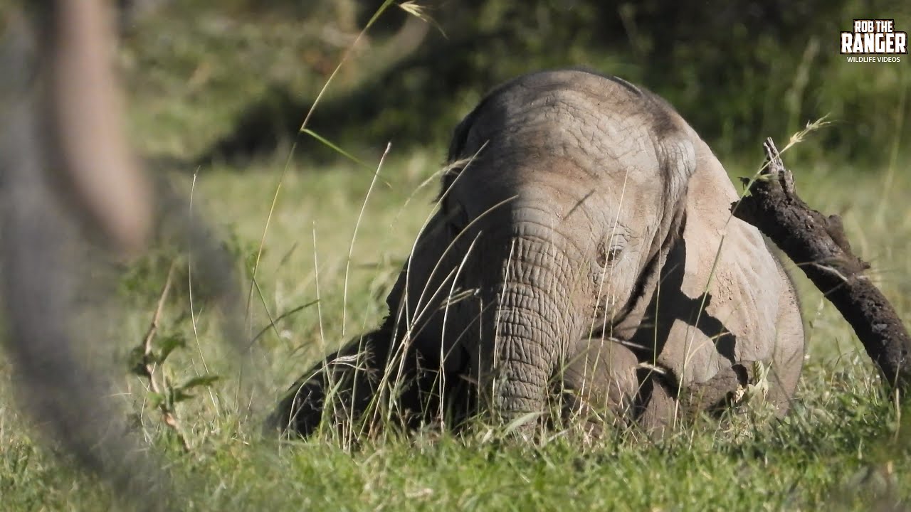 Want to See Wild Elephants Up Close? Check this Out!! | Lalashe Mara Ripoi Safari