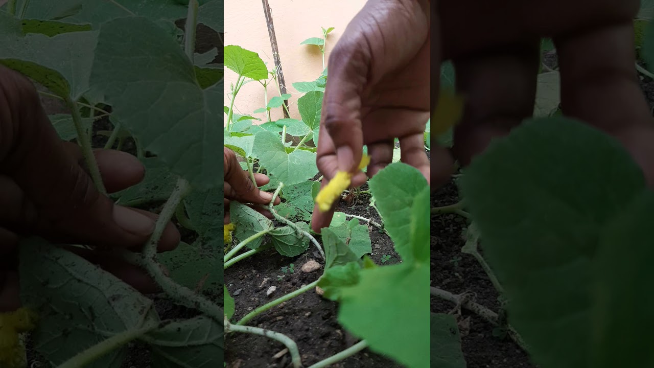 Pequeño tutorial de la poda del melon...
