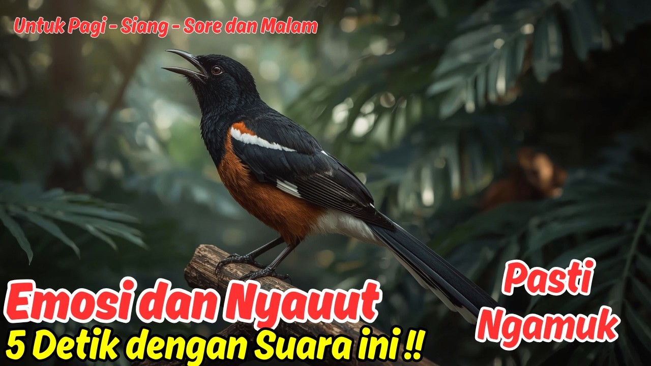 Rahasia Gacor Murai Batu, Cara Masteran Paling Ampuh!