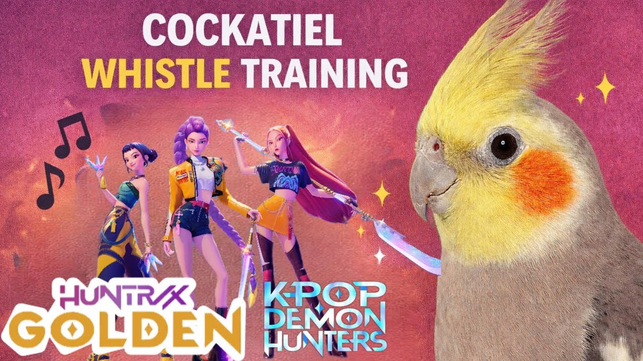 🎶 COCKATIEL WHISTLE TRAINING – “Golden” | K-Pop Demon Hunters Theme 🦜✨