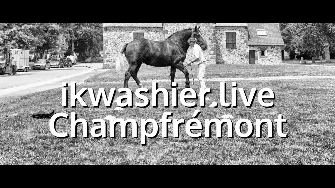 Trait Percheron - draft horse - Concours mod&egrave;le et allures + PEJET - ikwashier.live &agrave; Champfr&eacute;mont