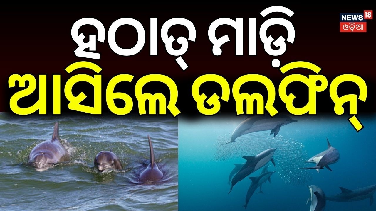 ହଠାତ୍ ମାଡ଼ି ଆସିଲେ...Dolphins Spotted in Puri Sea Beach | Chilika | Chandrabhaga Beach | Odia News