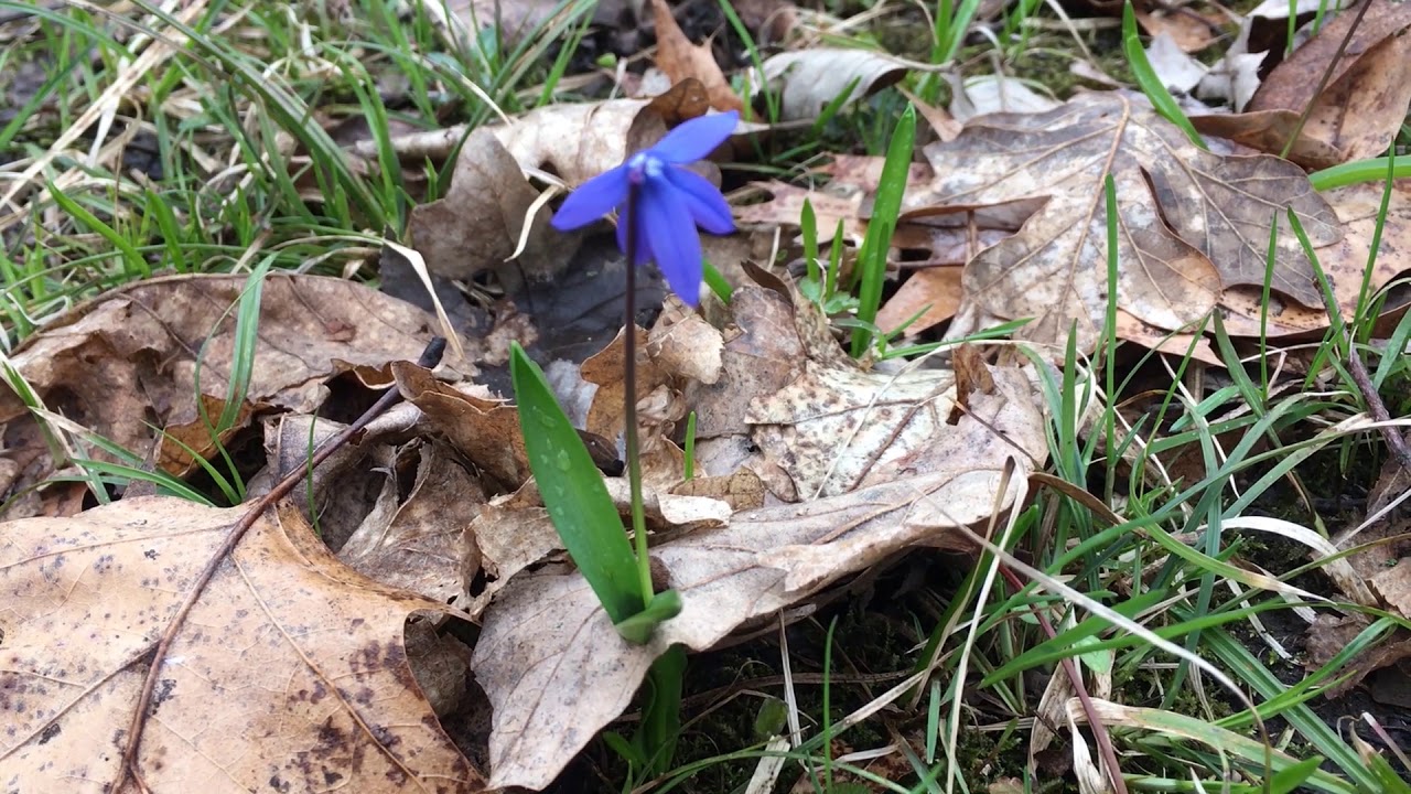 Walk in the Park with Joel - Siberian Squill
