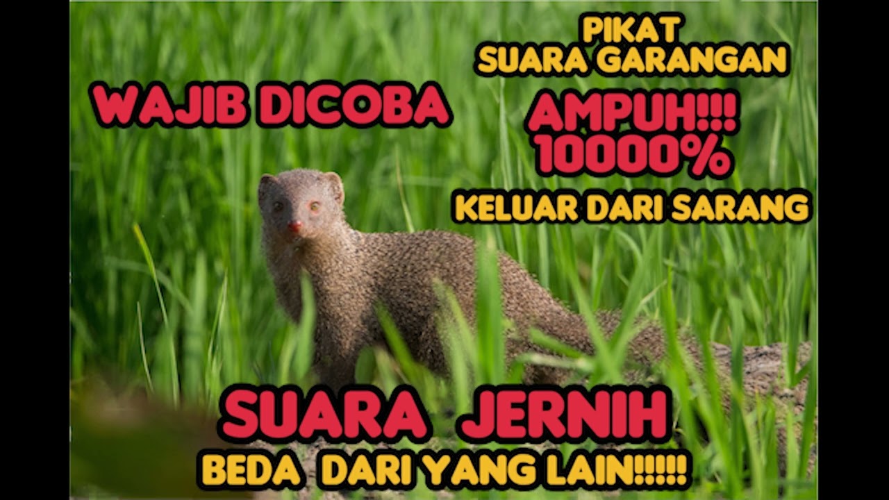 Suara pikat garangan paling ampuh. suara jernih TERBARU ‼️