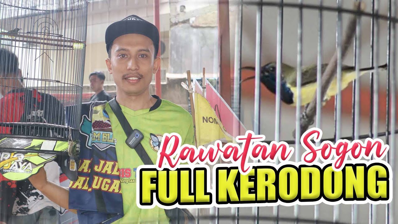 [SoGoN LoMBoK] rawatan sogon untuk LOMBA settingan SOGON sogon ngobra di gantangan By HoBi ID