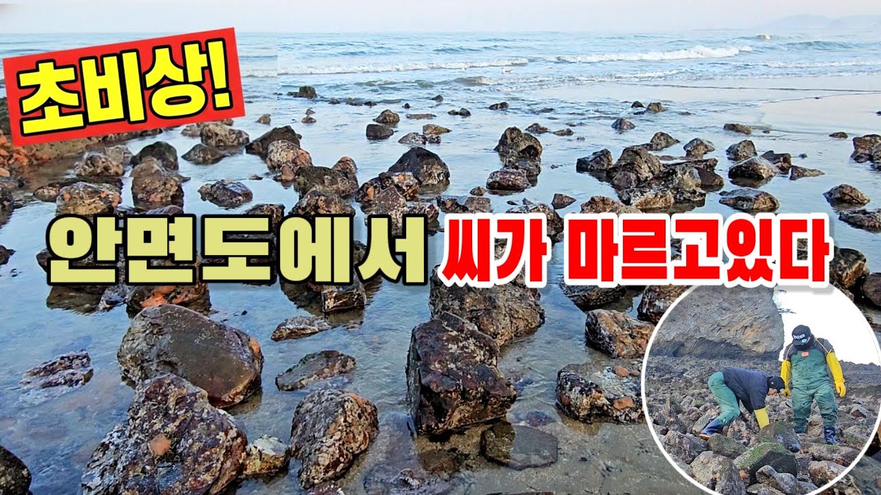이제 안면도에서 못 봅니다... 이렇게 잡으면 진짜 멸종됩니다