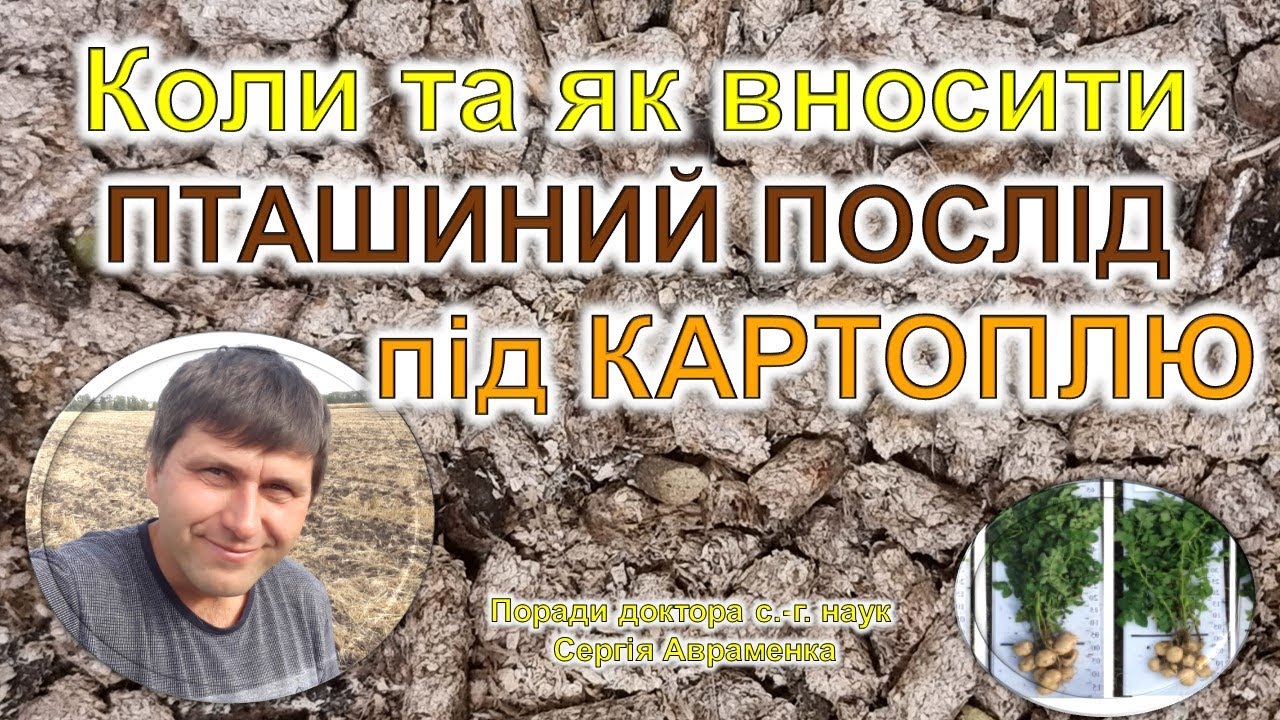 Коли та як вносити пташиний послід під картоплю