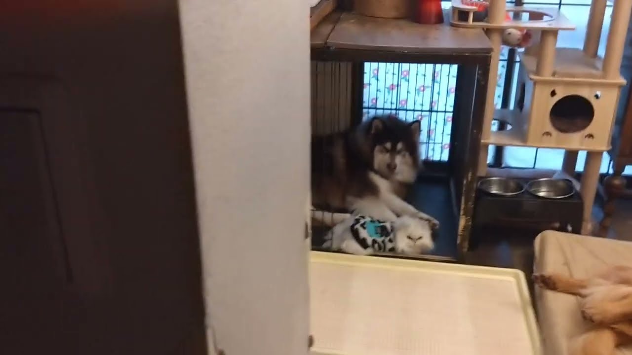 【最近仲良し💕】アラスカンマラミュートとチンチラ
