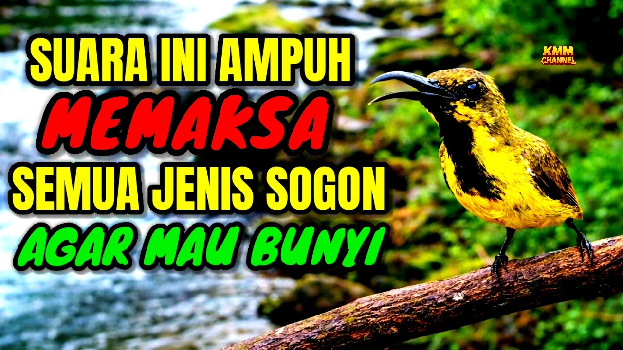Bikin birahi & emosi naik‼️ Pancingan sogon agar bunyi gacor