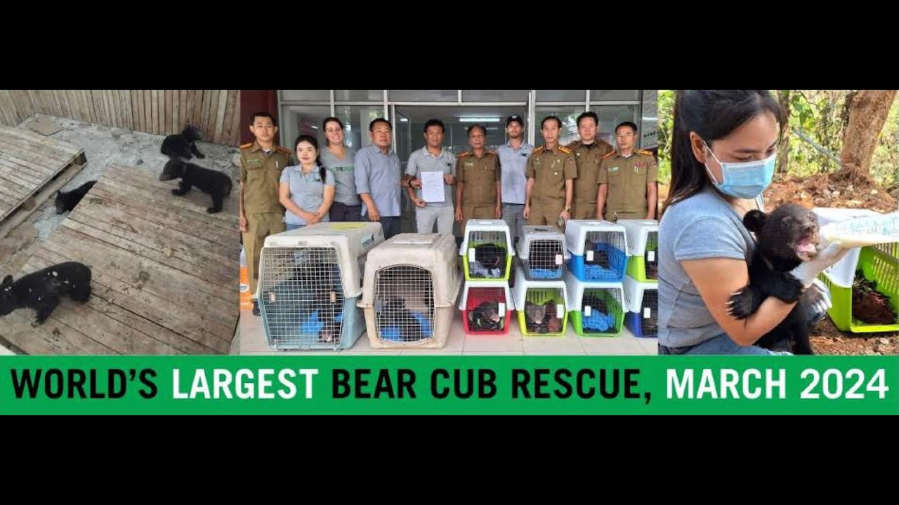 World's largest threatened bear cub rescue!