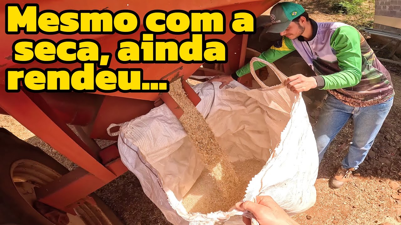 Guardamos a semente de aveia ucraniana (ro&ccedil;avlog)