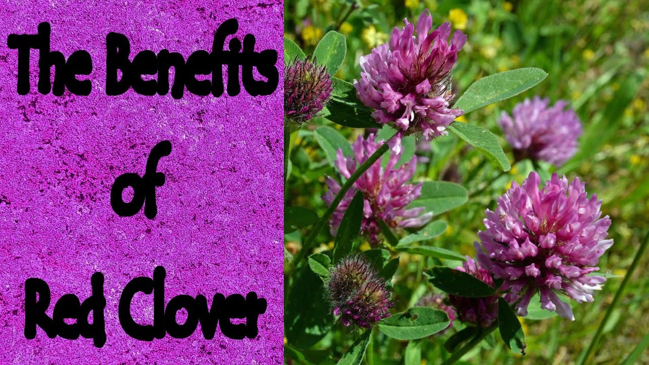 The Benefits of Red Clover (Trifolium Pratense)