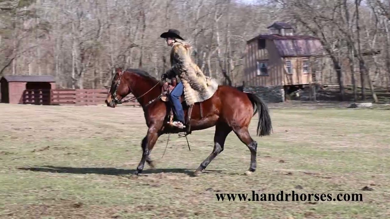 STOUT MADE BAY QUARTER HORSE MARE, ROPES, RANCH WORK, TRAIL RIDE, ARENA WORK