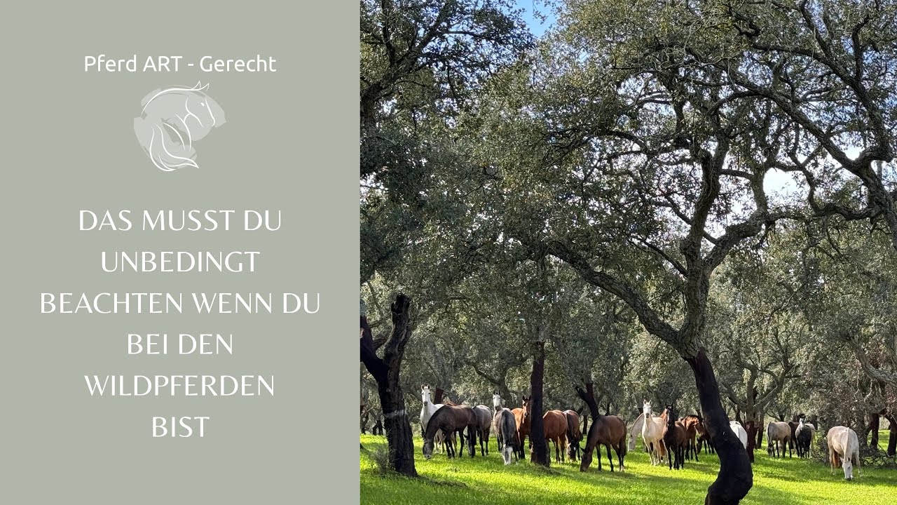 &Uuml;ber den Besuch bei den Wildpferden in Bosnien