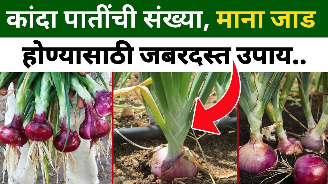 कांदा पातीची संख्या वाढवण्यासाठी | कांदा पिकाच्या माना जाड करण्यासाठी उपाय | kanda pik niyogen