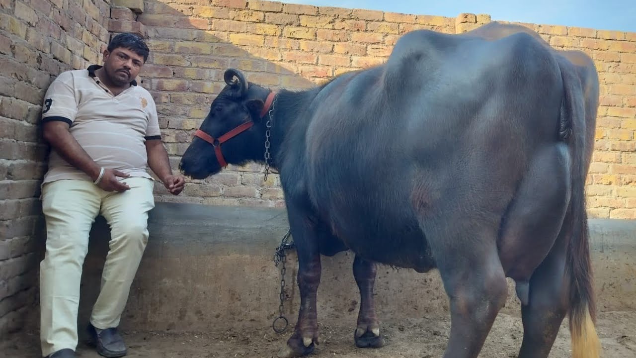 अच्छे दुधारू 5 पशुधन खरीदे 15 से 20+ दूध निकाल कर जायज भाव में BHADU DAIRY FARM 