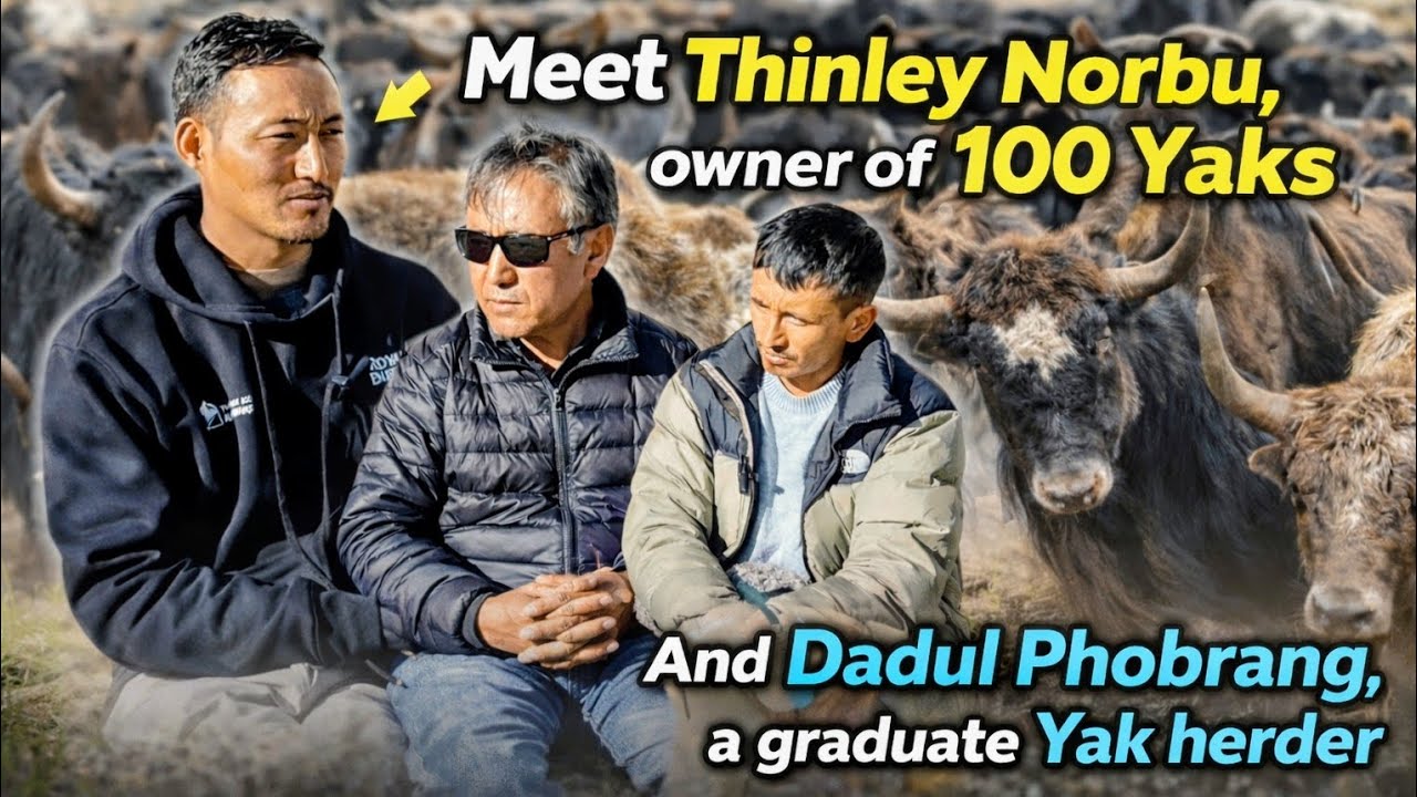Meet modern 'Yakzis' of Leh | Voices from Ladakh Yak Herders’ Association | Changthang
