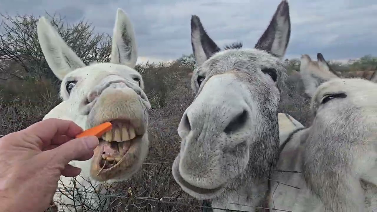 @DONKEYS 