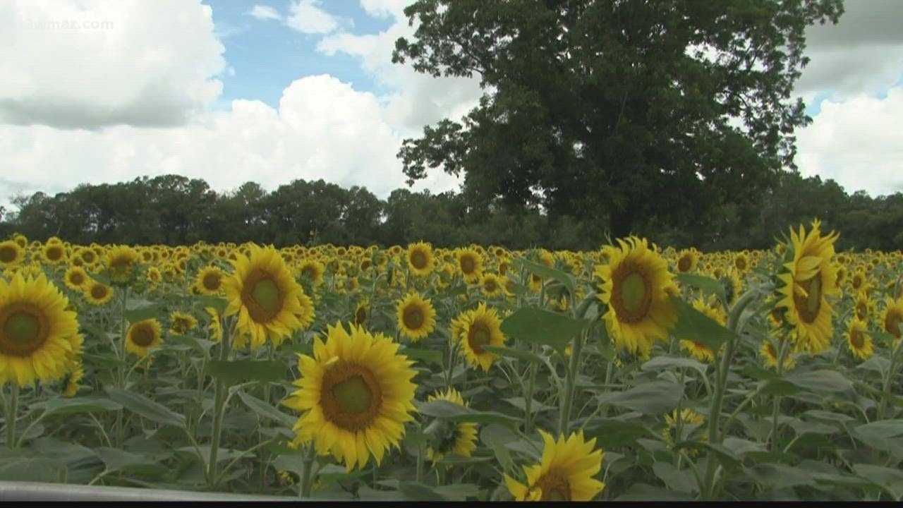 Wilcox County couple creates tour of Pitts, Georgia