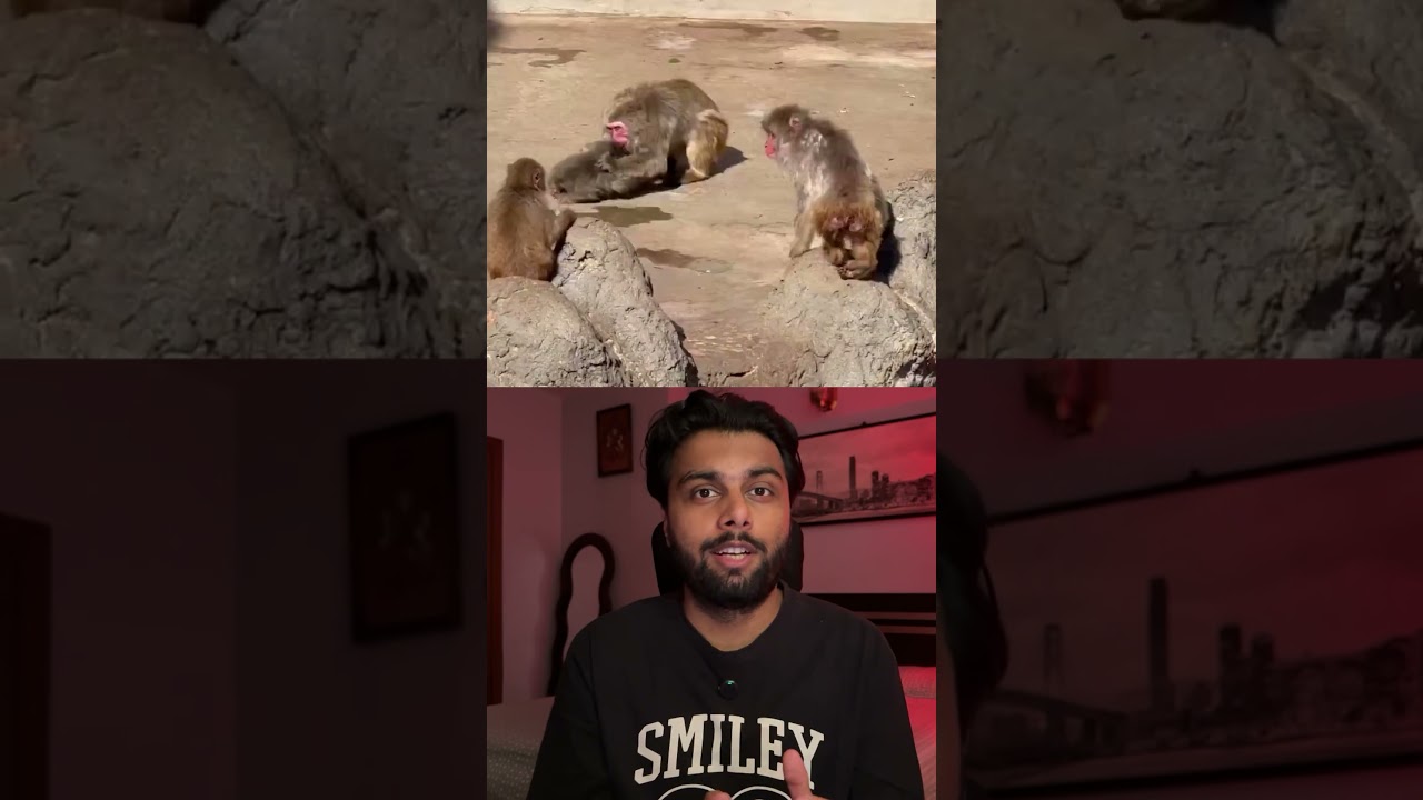 The Emotional Story of The Viral Monkey 😱