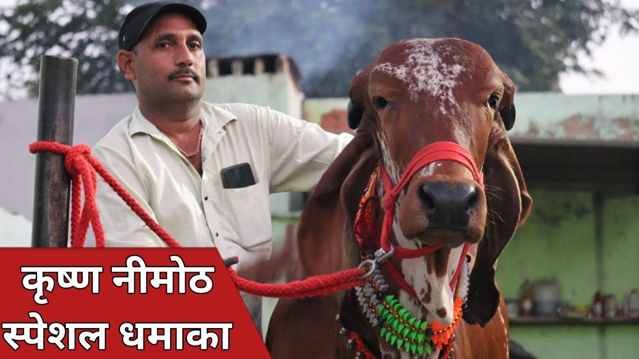 कृष्ण नीमोठ स्पेशल धमाका, सस्ते जोड़े में दो बछड़ी और एक गाय || Krishan Nimoth Dairy (8168095195)