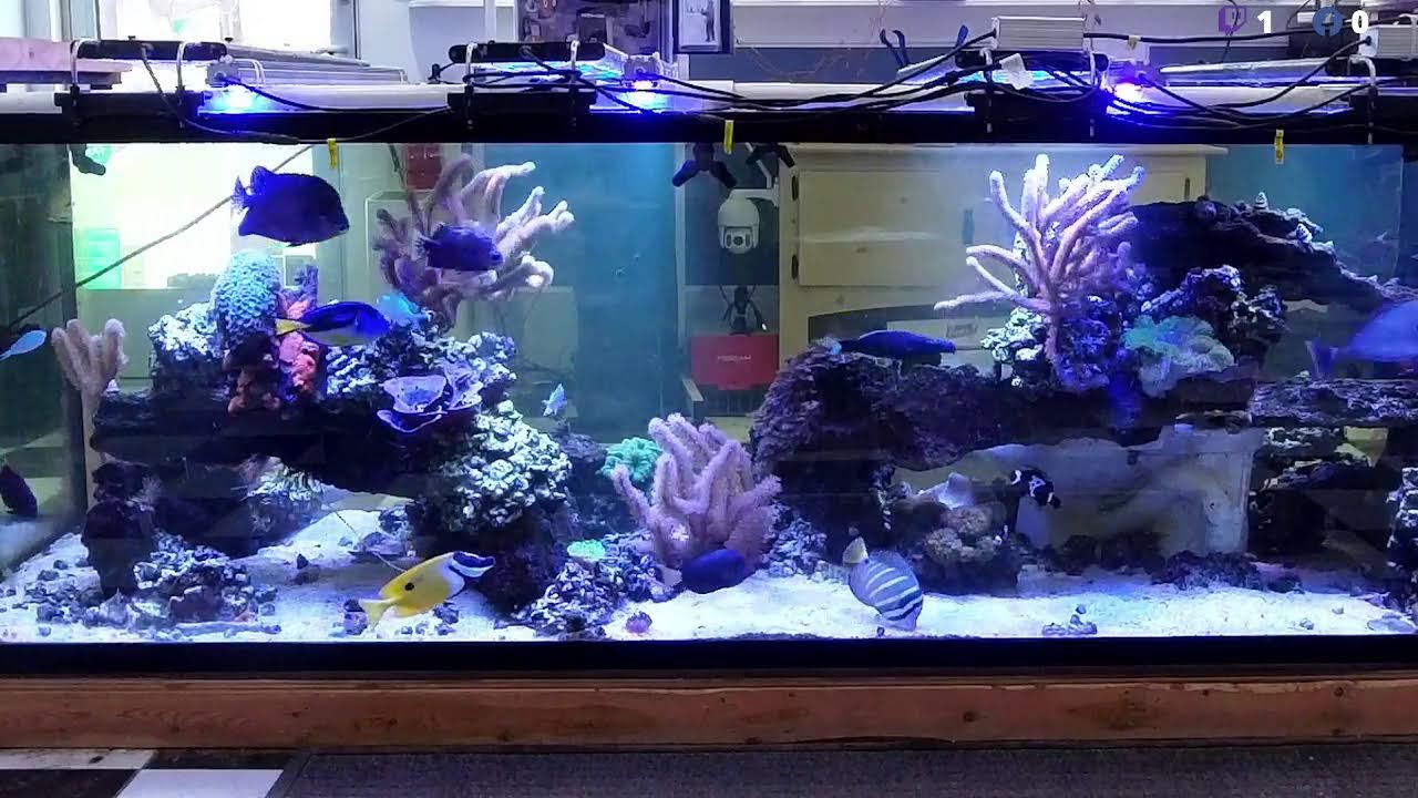 24/7 FISH STREAM