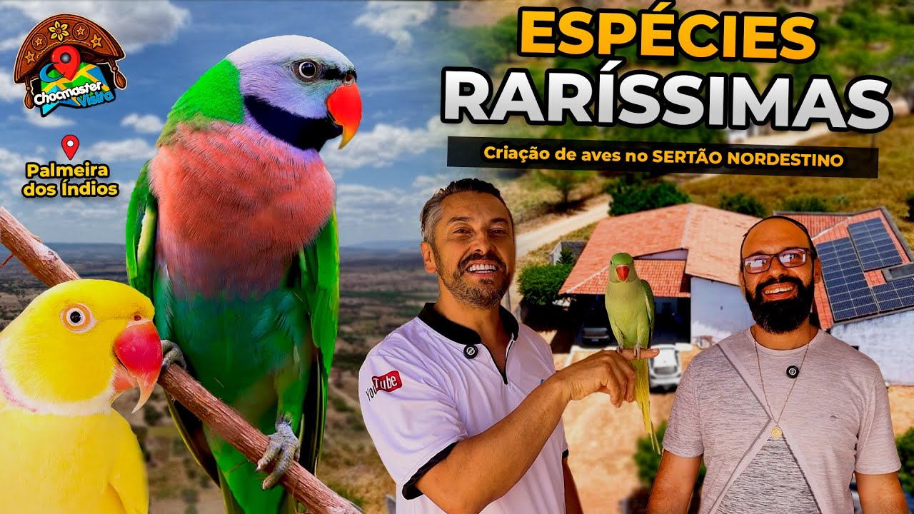 Criando Aves no Sertão Nordestino: Você Não Vai Acreditar Nesse Criadouro