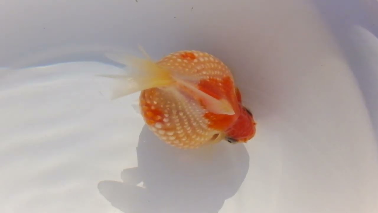DSCF9352
