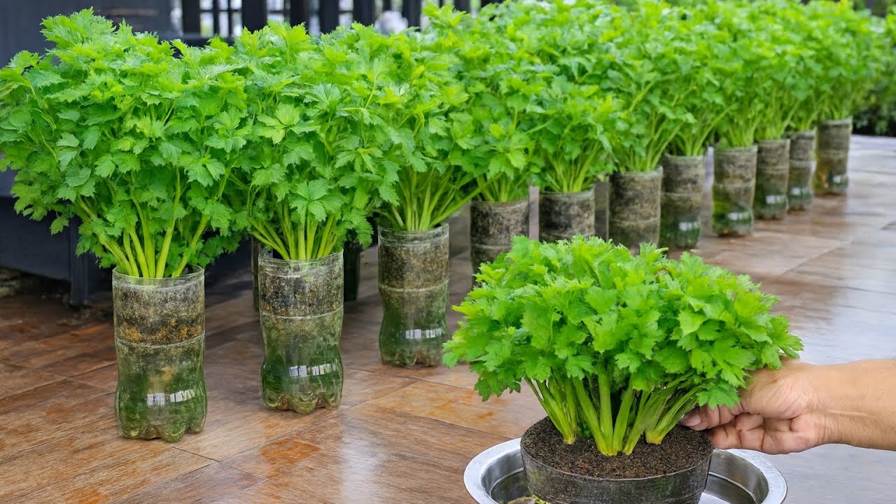 زراعة الكرافس 🌿 في القنينات بالمنزل 🏡 نتيجة مبهرة! لن تشتريها من السوق بعد اليوم 🚫💰