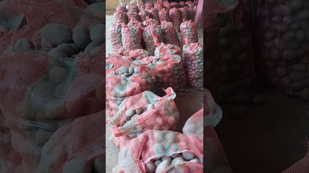 Potato Loading Uttar Pradesh Cold Storage 