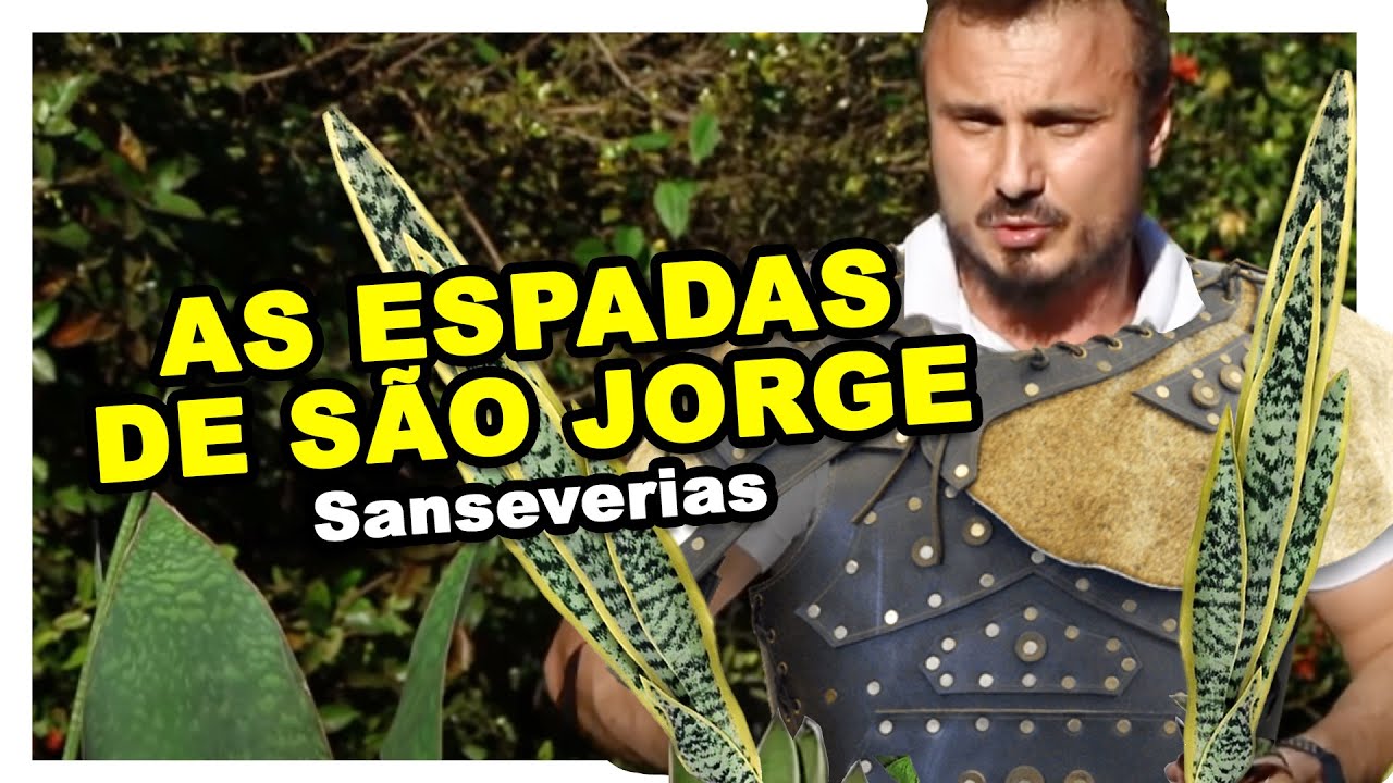 SANSEVIERIA | QUAL A MELHOR ESPADA-DE-SÃO-JORGE PARA SE TER EM CASA? | DICAS E CUIDADOS COM MURILO