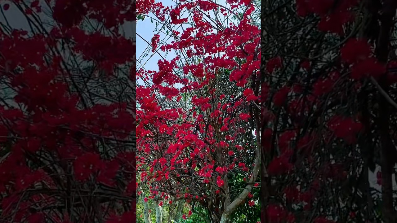 গ্রামের জীবন ও মাটির রাস্তা #shorts #shortvideo