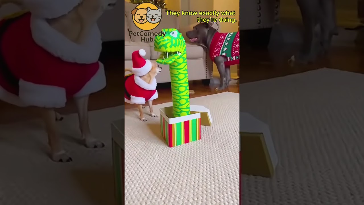 When Pets Act Like This 