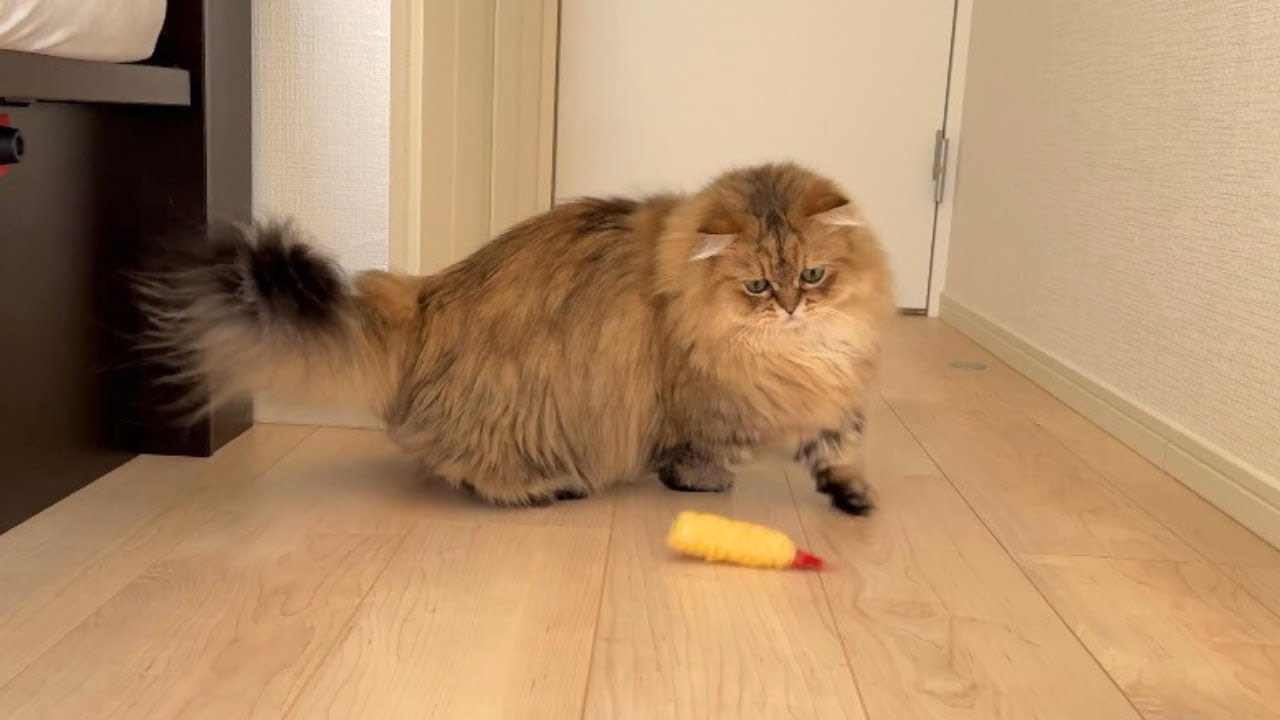 朝ごはんよりも今は遊びたい猫たち