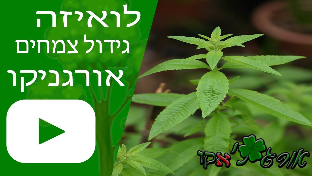 לואיזה - גידול צמח - אורגניקו